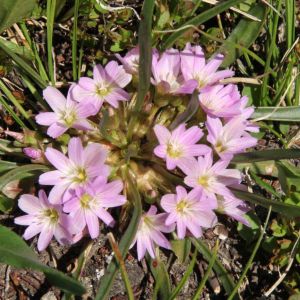 Lewisia pygmaea – Bitter Root – get a quote