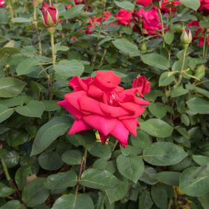 Rosa ‘National Trust’ – Rose ‘Bad Nauheim’ – Rose ‘National Trust’ get a quote