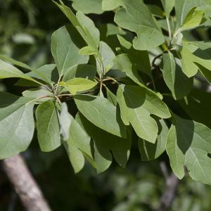 Sassafras albidum – Common Sassafras – get a quote