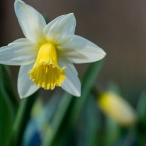 Narcissus ‘Salome’ – Daffodil ‘Salome’ get a quote