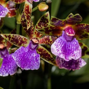 Zygopetalum – Caper Bean – orchid get a quote