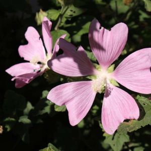 Lavatera mauritanica – Mallow – Tree Mallow – get a quote