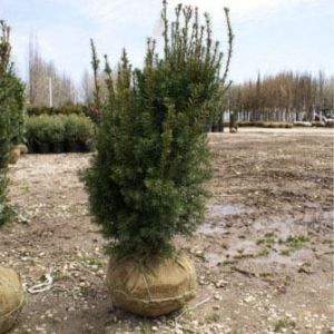Taxus x media ‘Hicksii’ – Anglo-Jap – Hybrid Yew – Yew – get a quote