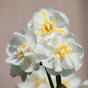 Narcissus ‘Cheerfulness’ – Daffodil ‘Cheerfulness’ get a quote