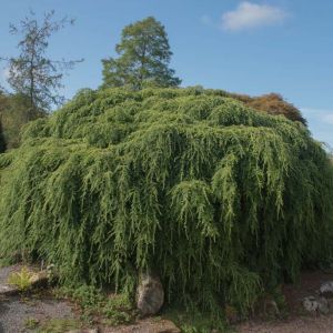 Tsuga ‘Pendula’ – Hemlock f. pendula – Sargent’s Weeping Hemlock get a quote