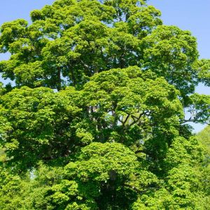 Acer pseudoplatanus ‘Rubicundum’ ‘ ‘Sycamore Maple’ ‘ ‘Planetree Maple’ – Maple get a quote