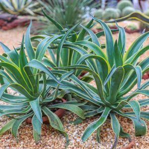 Agave desmettiana ‘Variegata’ – Variegated Dwarf Smooth Agave – get a quote