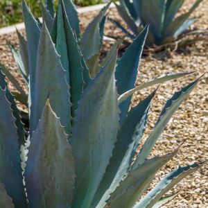 Agave parryi var. neomexicana – New Mexico Century Plant – get a quote