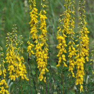 Genista tinctoria – Dyer’s Greenweed – Common Woadwaxen – Chamaespartium – Echinopartum – Teline – Broom – get a quote