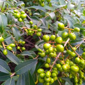 Ligustrum quihoui – Privet – get a quote