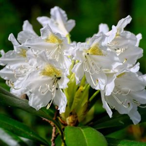 Rhododendron ‘Cunningham’s White’ – Azaleas – get a quote