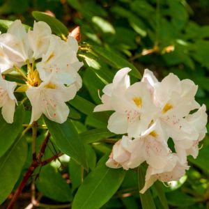 Rhododendron ‘Catawbiense Album’ – Azaleas – get a quote