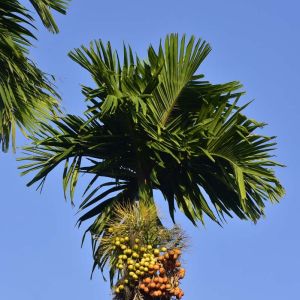 Areca catechu – Betel Nut Palm – Pinang – get a quote