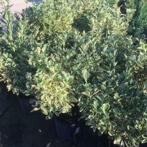 Euonymus – Euonymus silver king get a quote