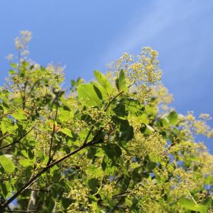 Cotinus coggygria ‘Daydream’ – Rhus cotinus – Venetian sumac – Eurasia Smoke Bush – Smoke Tree – Smoke Bush – get a quote