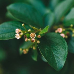 Cotoneaster lucidus – Hedge cotoneaster – get a quote
