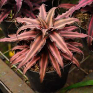 Cryptanthus bivittatus ‘Pink Starlight’ – Earth Star – Starfish Plant – get a quote