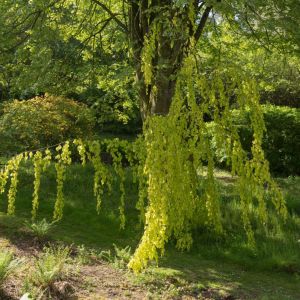 Fagus sylvatica ‘Aurea Pendula’ – Common Beech – European Beech – Beech   – get a quote