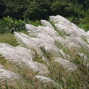 Miscanthus sacchariflorus – Silver Banner Grass get a quote
