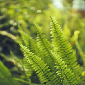 Nephrolepis exaltata – Sword Fern – get a quote