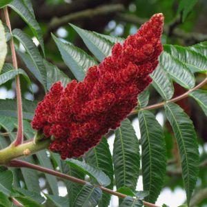 Rhus typhina – Rhus hirta – Staghorn Sumac – Velvet Sumac – Toxicodendron – Sumac – get a quote