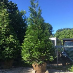 Thuja plicata ‘Green Giant’ – Western Red Cedar – Platycladus – Arborvitae – Red   Cedar  – White Cedar – get a quote