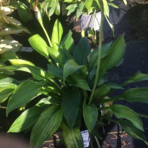Hosta ‘Gold Standard’ – Plantain Lily ‘Gold Standard’ get a quote