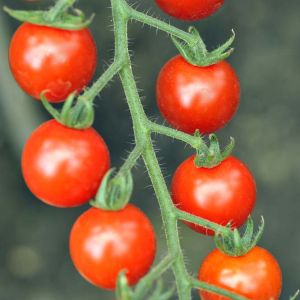 Tomato – Sweet Million Cherry Tomato get a quote
