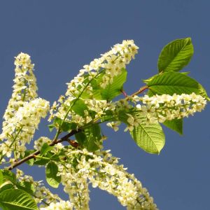 Prunus serotina – Black Cherry – Wild Rum Cherry get a quote