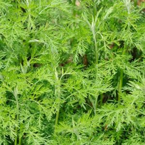 Artemisia abrotanum – Lad’s Love – Old Man – Southernwood – Mugwort – Sagebrush – Wormwood get a quote