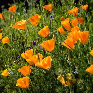 Eschscholzia californica ‘Orange King’ – California Poppy – California Poppy – get a quote