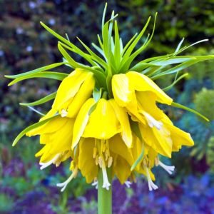 Fritillaria imperialis ‘Lutea’ – Crown imperial – Fritillary – get a quote