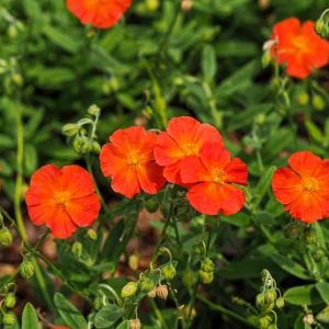 Helianthemum ‘Fire Dragon’ – Helianthemum ‘Mrs. Clay’ – Rock Rose – Sun Rose – get a quote