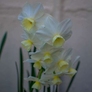 Narcissus ‘Silver Chimes’ – Daffodil ‘Silver Chimes’ get a quote