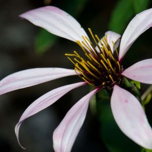 Mutisia ilicifolia – Climbing Gazania – get a quote