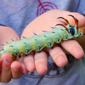 Hickory Horned Devil – Citheronia regalis get a quote