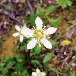 Parnassia fimbriata – Bog Star – Grass of Parnassus – get a quote
