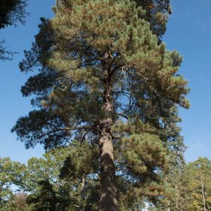 Pinus muricata – Bishop Pine – Pine – get a quote