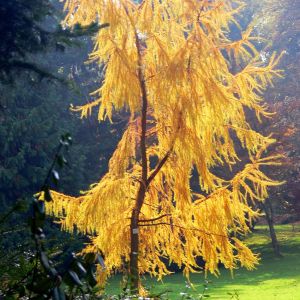 Larix kaempferi – Larix leptolepis – Japanese Larch – Larch – get a quote