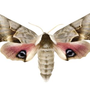 One-eyed Sphinx – Smerinthus cerisyi get a quote