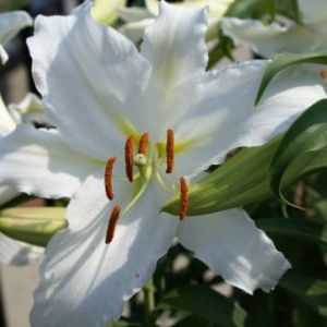 Lilium ‘Casa Blanca’ – Lily get a quote