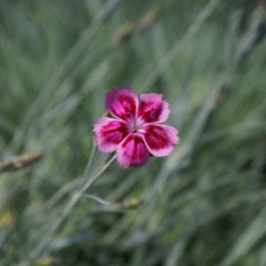 Dianthus pixie ‘Cheddar Pink’ – Cheddar pinks – get a quote