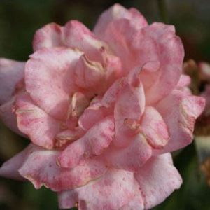 Rosa ‘Queen Elizabeth’ – Rose ‘Queen Elizabeth’ get a quote