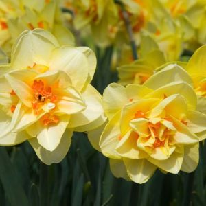 Narcissus ‘Tahitit’ – Daffodil ‘Tahitit’ – get a quote