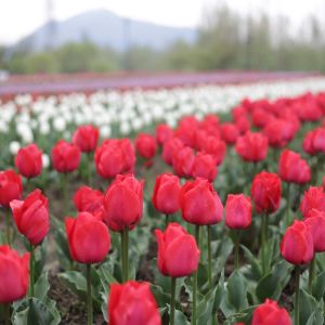 Tulipa ‘Cashmir’  – Tulip ‘Cashmir’ get a quote