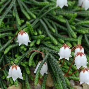 Cassiope lycopodioides – get a quote