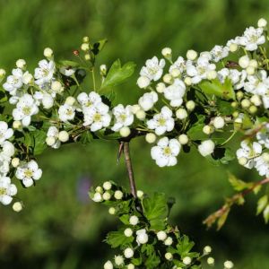 Crataegus laevigata – Crataegus oxyacantha of gardens – English Hawthorn – Quick Set Hawthorn – White Thorn – Midland Hawthorn- Hawthorn – May – get a quote