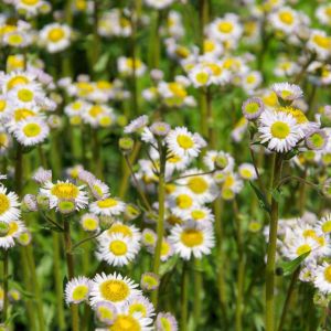 Erigeron pulchellus – ‘Robin’s Plantain’ – Fleabane – get a quote