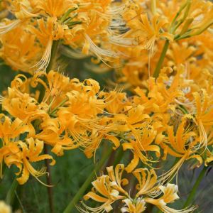 Lycoris aurea – Golden Spider Lily – Spider Lily – Surprise Lily – get a quote