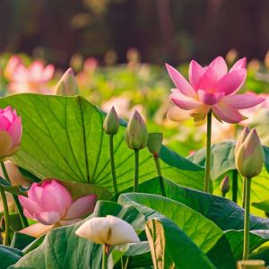 Nelumbo nucifera – Sacred Lotus – Indian Lotus – Lotus – get a quote